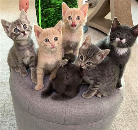To ensure the best adoption experience, the humane society of charlotte has instituted adoption hsc has an adoption program established to find homes for cats and kittens currently being treated for ringworm. Kitten Adoption San Diego - Adopt a Kitten | Helen ...