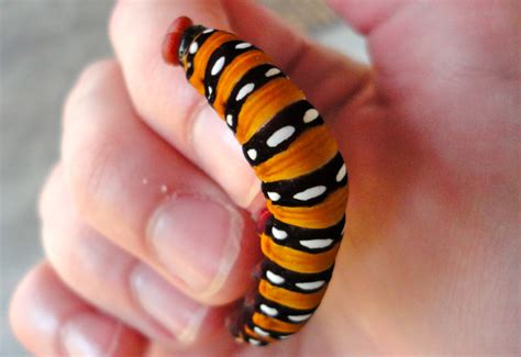 The Most Beautiful Caterpillar In The World From Kenya Whats That Bug