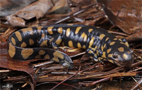 Eastern Tiger Salamander Ambystoma Tigrinum A Male Easte Flickr