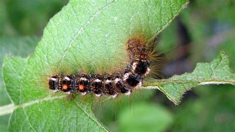 Browntail Moths Which Can Cause Rashes And Breathing Problems Return