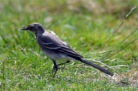 Pied Wagtail This Years Baby 68 No Private Group Or Mult Flickr