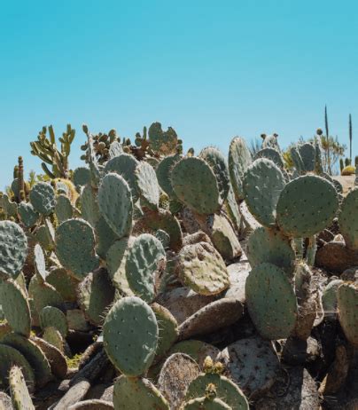 The garden is an enclave of quirky cacti, flowering trees, and walkways with mountain views to the east. Local Tip // See the old Cactus garden, Balboa Park - San ...