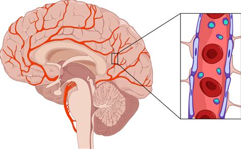 The Blood Brain Barrier Cordance Medical