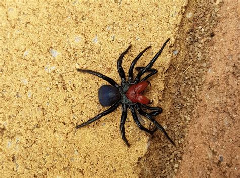 Red Headed Mouse Spider Ausemade