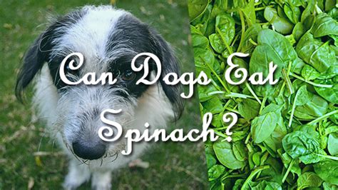 It is important to understand, all diabetic cats are diagnosed and managed under the guidance of a veterinarian no matter the treatment (even diet) and it is important. Can Dogs Eat Spinach? | Pet Consider