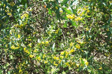 Photo Of The Entire Plant Of Agarita Berberis Trifoliolata Posted By