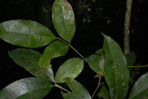 Swartzia Guianensis Aubl Urb Plants Of The World Online Kew Science