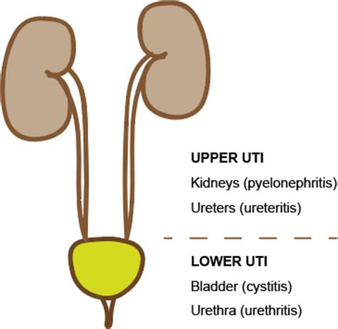 Urinary Tract Infections In Children An Overview Of Diagnosis And