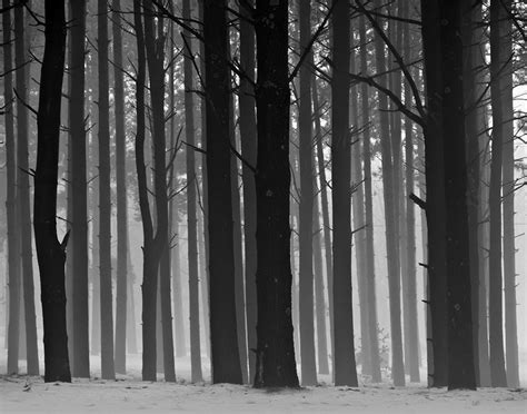 The Enchanted Forest Black And White Foggy Landscape