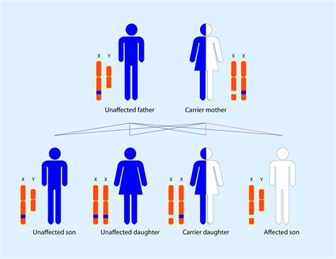 Mendelian Inheritance Medical Exam Prep