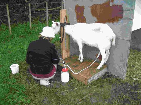Goat Milker For Sale In Uk 55 Used Goat Milkers