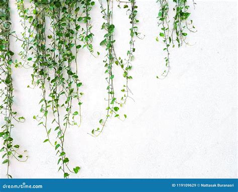 Vine Or Creeping Plant Growth On The White Wall Background With Copy