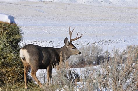 Whitetail Vs Mule Deer The Differences Why You Should Hunt Them And