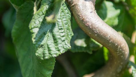 Corylus Avellana Contorta TreeEbb Online Bomenzoektool