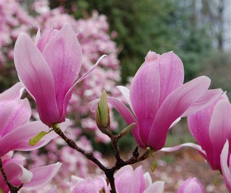 Coloring Pages Teacher Pink Flowering Tree Identification Australia