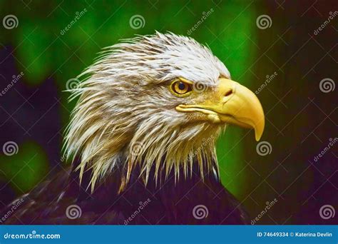 Head Of American Eagle Stock Photo Image Of Sparkling 74649334