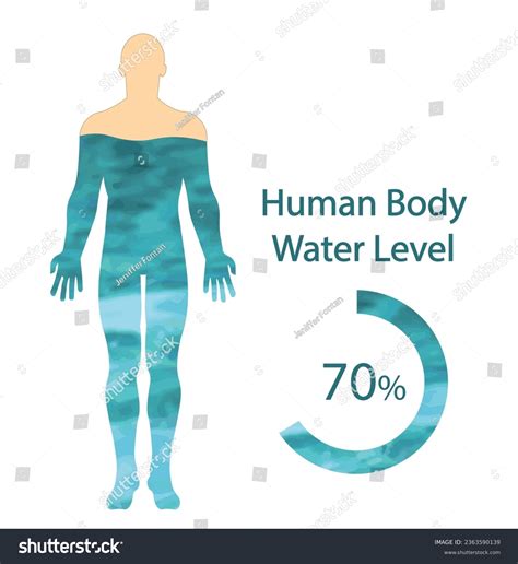 Infographic Percentage Water Human Body Photos And Images Pictures Shutterstock