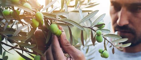 La Tradizione Della Raccolta Delle Olive In Puglia Perle Di Puglia