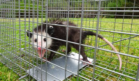 Opossum Removal New Jersey Wildlife And Pest Control