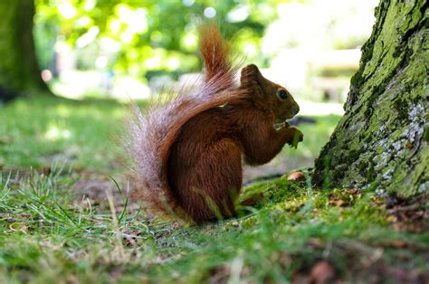 Free Images Tree Nature Forest Grass Wildlife Mammal Squirrel