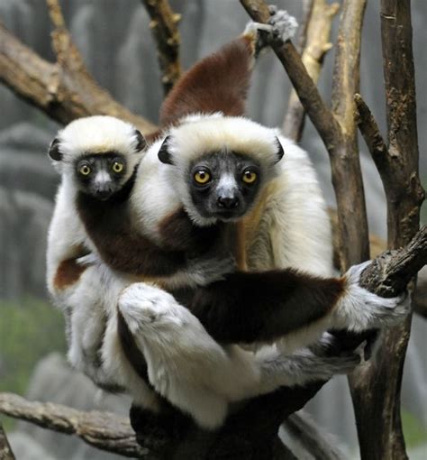 Little Lemurs Debut At The Bronx Zoo Zooborns