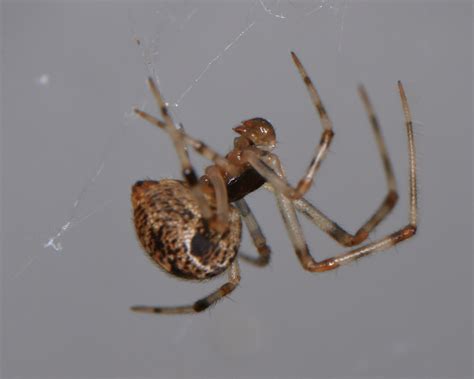 Male Parasteatoda Tepidariorum Common House Spider In Gulf Shores