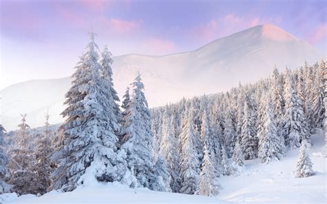 Nature Winter Seasons Snow Trees Forest Mountains
