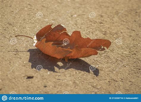 The Dried And Yellowed Tree Leaf Is Lying On The Ground Stock Photo