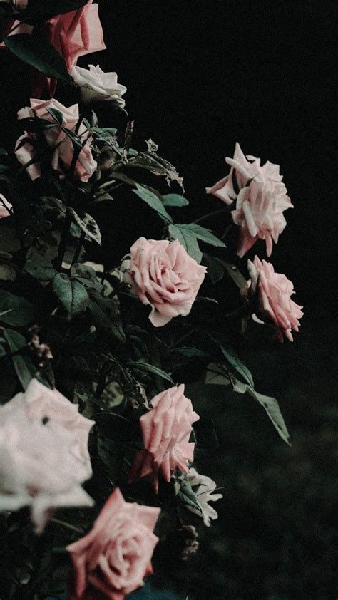 Pin by Tjaša on flores | Flower aesthetic, Iphone ...