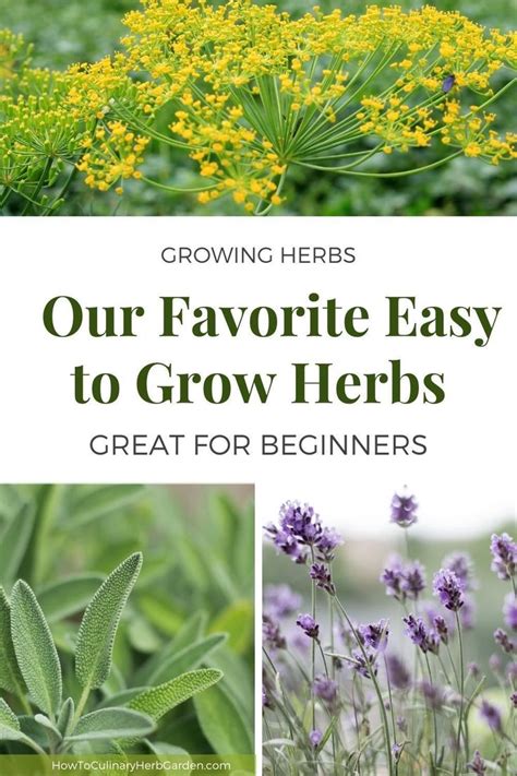 11 Of The Easiest Herbs To Grow Outdoors The Culinary Herb Garden In