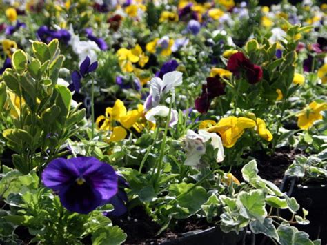 Winter Plant Mix Plantscape Bespoke Floral Providers