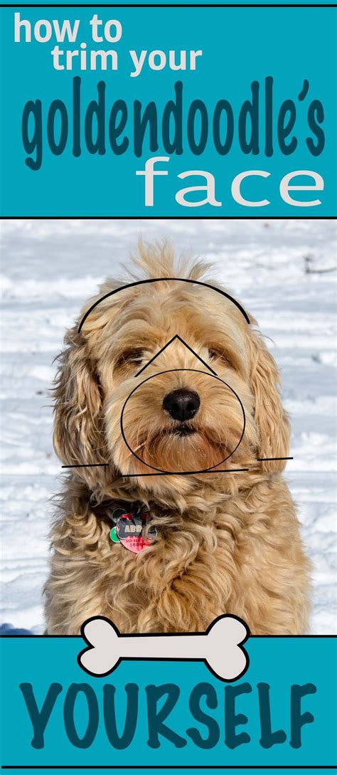 There is no breed standard cut for labradooodle's. How To Trim A Goldendoodle's Face Yourself | Puppy ...