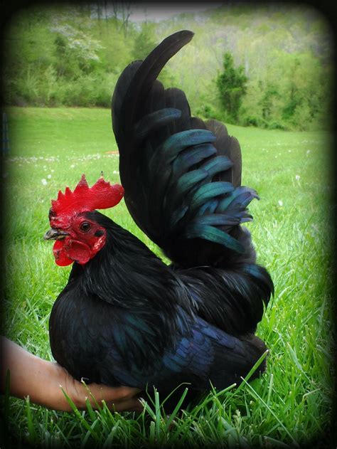 Black Japanese Bantams Got A Little Better Picture Of Him Beautiful Chickens Bantam