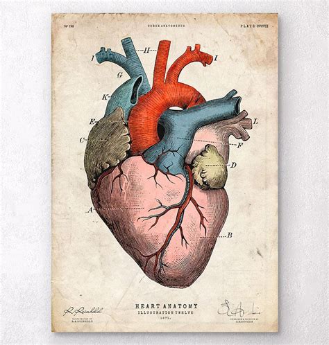 Anatomischer Herzkunst Anatomie Kunst Codex Anatomicus®