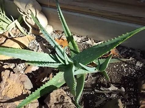 Aloe vera is one of the more cold tolerant aloes in my garden. Cactus and Tender Succulents forum: Cold hardy succulents ...