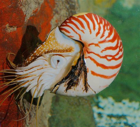 Sea Wonder Chambered Nautilus National Marine Sanctuary Foundation