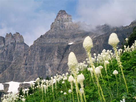 Glacier National Park Mountain Photographer A Journal