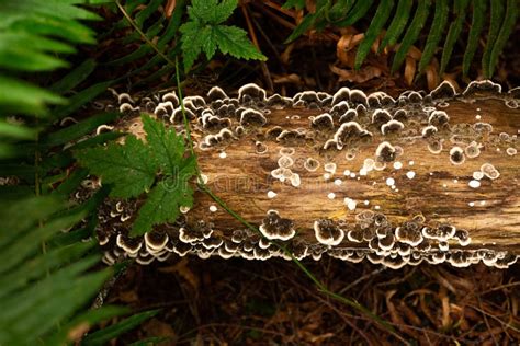 turkey tail mushroom growing on log stock image image of natural