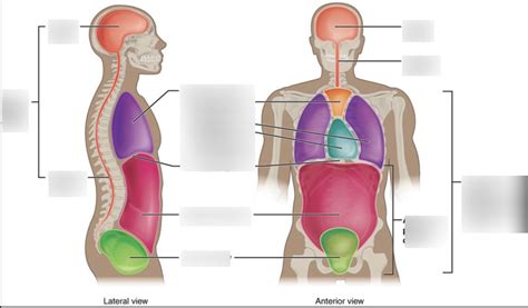 Anatomy Unit 1 Diagram Quizlet