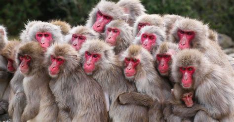 Japanese Monkeys Like To Socialize Even With Nits To Pick The New