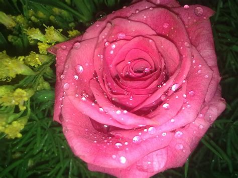 Beautiful Roses With Water Drops Beautiful Roses In The