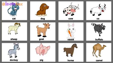 Pet Animals Name In English Weve Put Together A List Of The Top 1200