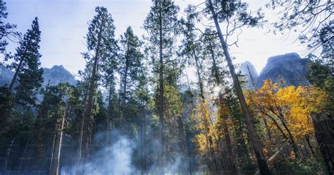 A Forest Filled With Lots Of Trees Covered In Smoke Photo Climate