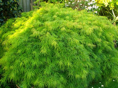 Weeping Green Japanese Maple Viridis In The Back Garden With Clematis Montana Mayleen