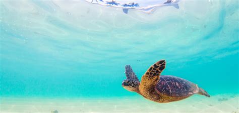 Sea Turtle Week 2016 Uncover The Secrets Of These