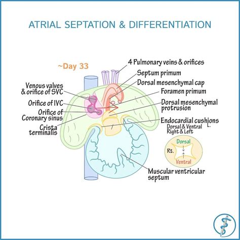 To See Additional Stages Of Atrial Septation And Differentiation See