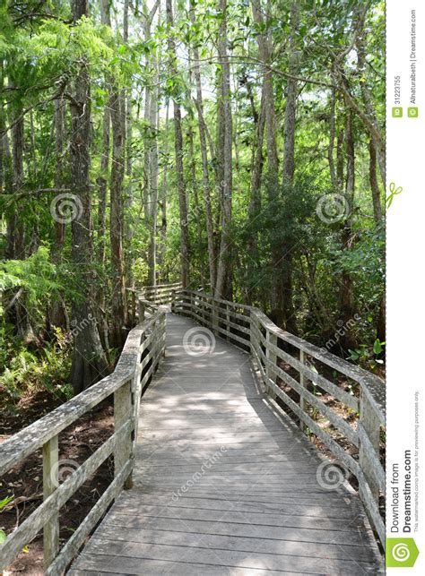 Path Through Forest With Beautiful Forest Scenery Stock