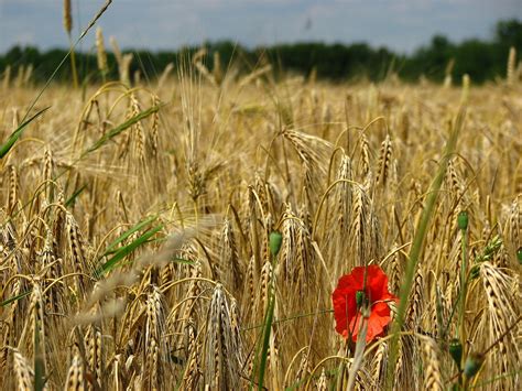 Wheat Field Spike · Free Photo On Pixabay