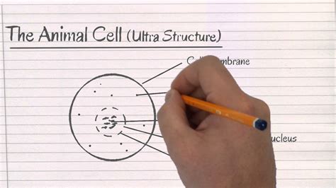 Simple Animal Cell Drawing at GetDrawings | Free download