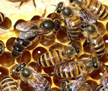 Send inquiries and quotations to high volume b2b japanese honey buyers and connect with purchasing managers. Asian honey bee « Bee Aware